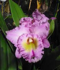 My Gorgeous Purple Cattleya Orchid It Smells As Wonderful As It Looks
