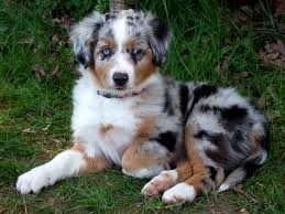 So we can provide you with healthy puppies, and to help us breed better dogs! Aussie Just Like Brodie Miniature Australian Shepherd Puppies Aussie Puppies Australian Shepherd Puppies