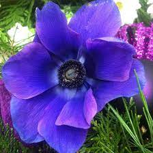 Flowery language of the victorian era. 25 Most Beautiful Blue Flowers