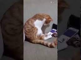 olen sahibini telefonda goren kedi videolu ruya tabirleri kedi kedi evi kedicik