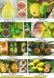 Meet bank of southern california. Francesco Lorusso Figs Ourfigs Com
