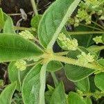 Image result for Psilotrichum