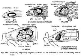 Assume the market for catfish is initially in equilibrium. Accessory Respiratory Organs Of Fishes With Diagram Chordata Zoology