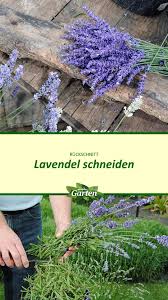 Ein duft von lavendel zieht durch die uckermark. Lavendel Ernten Und Zuruckschneiden In 2020 Lavendel Ernten Lavendel Pflanzen Lavendel Zuruckschneiden