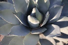 Image result for Agavaceae