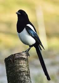 Pin Von Liliana Nicoleta Chira Auf Beatiful And Colorful Birds Vogel Als Haustiere Elster Vogel Elster