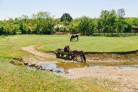 Asadar, contextul in care apar aceste cuvinte indica forma corecta, in functie de valoarea lor morfologica. De Unde Vine Expresia Nici In Clin Nici In ManecÄƒ