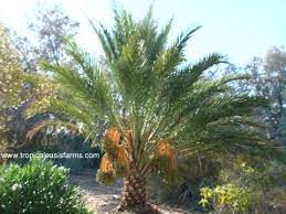 Check spelling or type a new query. Medjool Date Palm Trees For Sale Medjool Dates