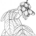 Image result for Zanha africana