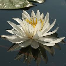 Image result for Nymphaea