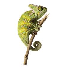 What makes a good pet lizard? Veiled Chameleon For Sale Live Pet Reptiles Petsmart