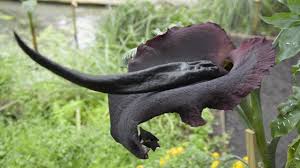 It is native to the rainforests of sumatra and borneo. World S Smelliest Flowers And Stinkiest Plants World S Most Spectacular Plants Episode 13 Of 14 Youtube