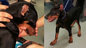 Some dog's tails are docked (cut) when they are born or at another age. Victorian Doberman Breeders Fined 40 000 For Animal Cruelty