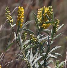 Image result for Eriosema psoraleoides