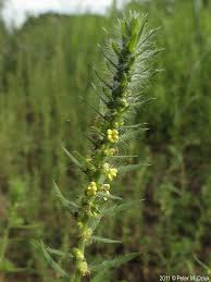 Image result for Scoparia