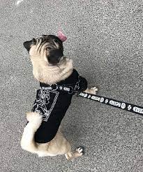 クロームハーツ 犬 リード ハーネス セット おしゃれ chrome hearts 人気 犬用リードとハーネス チワワ用品 小型犬用リード 大型犬用ハーネス 犬 中型犬 ペット