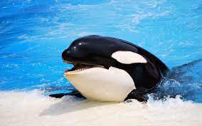 Download and use 300+ killer whale stock photos for free. Orca Wallpapers Wallpaper Cave