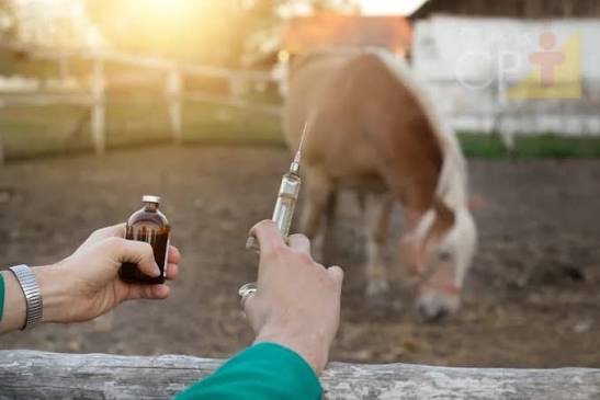Indea confirma casos de raiva animal em duas cidades de MT &bull; Olhar Direto