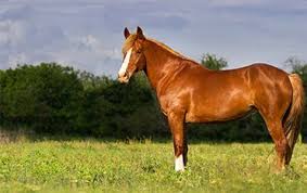 We did not find results for: Animal Feed Store Horse Feed Chicken Feed Goat Feed Pig Feed