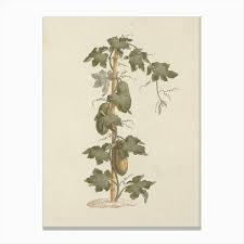 Image result for Peponium vogelii