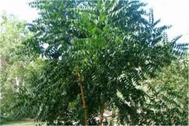 Image result for Azadirachta