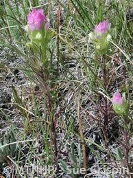 Image result for Allophylus torrei