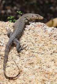 Arizona Lizard Black And White Tail Clouded Monitor Lizard Waran Pet Lizards Animals Monitor Lizard