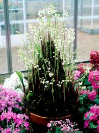 Il se cultive en pleine terre et en pot, à l'extérieur et en intérieur. Muguet Planter Et Cultiver Ooreka