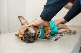 Your dog's tumor probably originated in his bones as osteosarcoma, in his mouth as oral melanoma, or in the blood vessels as hemangiosarcoma. Lung Cancer In Dogs Great Pet Care