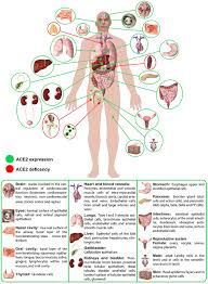 Consequently, each type of measurement has a range of normal temperatures. Frontiers Body Localization Of Ace 2 On The Trail Of The Keyhole Of Sars Cov 2 Medicine