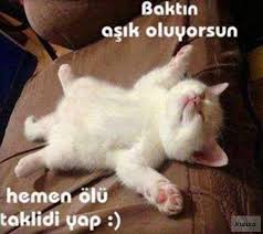Espirili Ask Sozleri Resimli Ozlu Guzel Resimli Sozler Mesajlar Kittens Cutest Cute Cats Cats