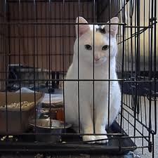 As well as many rescues cats for sale, there are a huge variety of breeds available, including persian cats, ragdoll cats and siamese cats. Adopt A Cat Or Foster A Cat In London Feline Friends London