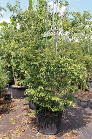 Image result for Tricalysia pallens