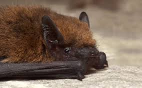 Hibernation Et Migration Le Cycle De Vie De La Chauve Souris Dossier