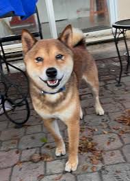 FOUND PUPPY SHIBA INU MIX IN NORTH MIAMI