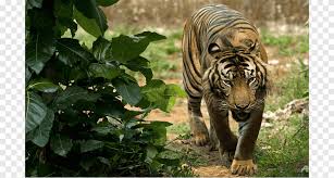 Bali tiger (panthera tigris sondica) is the first known extinct animal in indonesia, then following by javan. Indonesia Sumatran Tiger Bengal Tiger Endangered Species Lion Lion Mammal Animals Png Pngegg