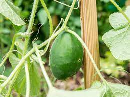 Maybe you would like to learn more about one of these? How To Grow Cucumbers