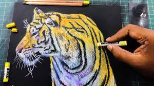 Jen starwalt uses her skills as an artist, to try and achieve a greater understanding, a more compassionate view, toward the animals kingdom. Tiger Drawing Step By Step With Soft Pastels Animal Drawing P V Hanumanthu Art Youtube