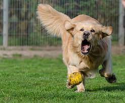 By cm guest columnistnovember 6, 20200505. Hd Wallpaper Adult Golden Retriever Running On Green Grass With Yellow Ball Wallpaper Flare