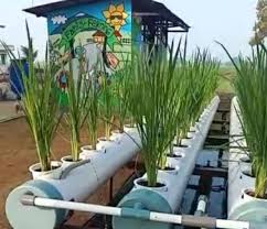 Mengetahui dampak sains, teknolodi dan seni dalam kehidupan manusia. Bertanam Padi Hidroponik Alternatif Pemenuhan Pangan Keluarga