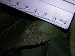 Image result for Sclerocroton cornutus