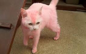 The kit also contains an application brush for easy precision. Owner Who Dyed Cat Pink Reunited With Pet After Rspca Says She Didn T Commit A Crime