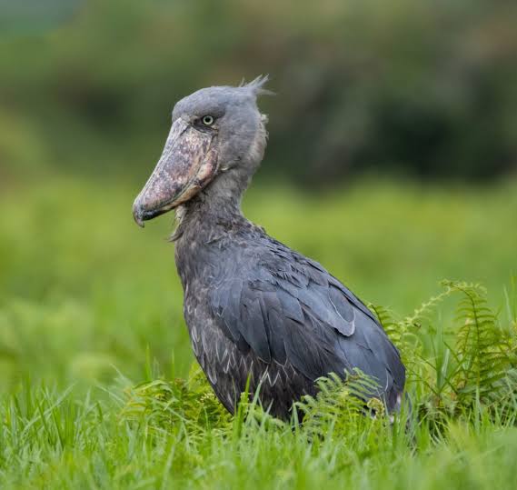 Rwanda: Albertine Rift Endemics (BA2449) – Birding Africa