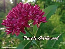 Asclepias Purpurascens Purple Milkweed For Monarchs Milkweed Garden Asclepias Milkweed