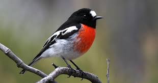 Australian Black Bird With White Wing Tips Photo Of Australian Birdhouses Common Birds Pet Birds Birds Of Australia