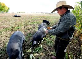 Welcome to the black cat. Boulder County S Black Cat Farm Defends Practices In Face Of Investigation Boulder Daily Camera