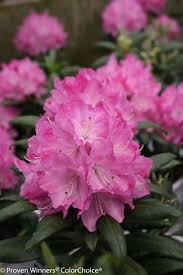 Dandy Man Pink Rhododendron X Flower Close Up Garden Shrubs Rhododendron