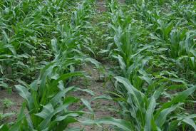 And each bag has 80,000 seed count. Acuron A New Corn Herbicide Cropwatch University Of Nebraska Lincoln