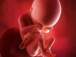 By 10 weeks pregnant your baby's forehead is temporarily bulging, the outer part of her ear is. 19 Weeks Pregnant Your Baby Is The Size Of A Pomegranate Times Of India