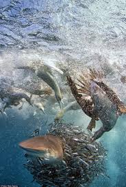 Bird Of Prey That Feeds On Fish 6 Letters Sharks Battle Gannets Over Sardines In South Africa Shark Life Under The Sea Shark Fishing